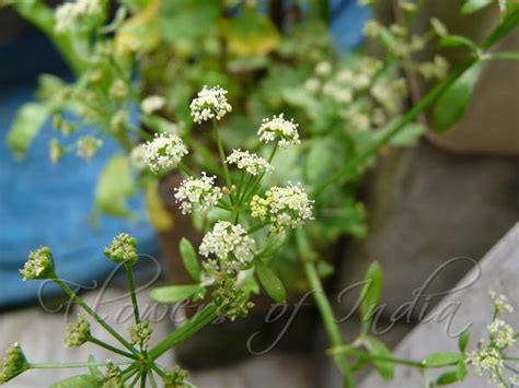 Apium Graveolens Celery