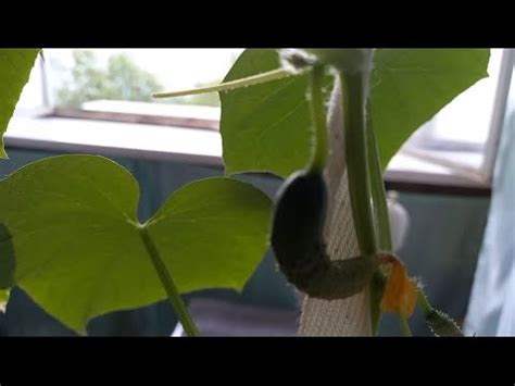 Огурцы растут крючком. до и после подкормки. подарок f1 - YouTube