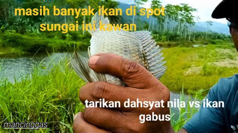 Sampai Kewalahan Strike Spot Di Sungai Ini Maser Ikan Nila Babon