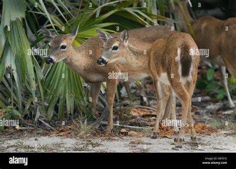 Key Deer (Odocoileus virginianus clavium) females, Florida Keys ...