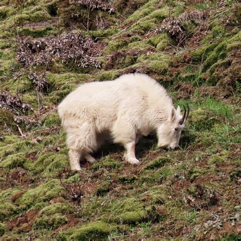 Oreamnos americanus (Mountain Goat) – 10,000 Things of the Pacific Northwest