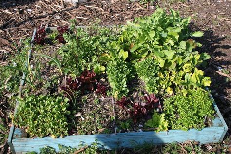 Cr Er Un Potager En Carr S Les Conseils De Jardin De Vavou L Gumes