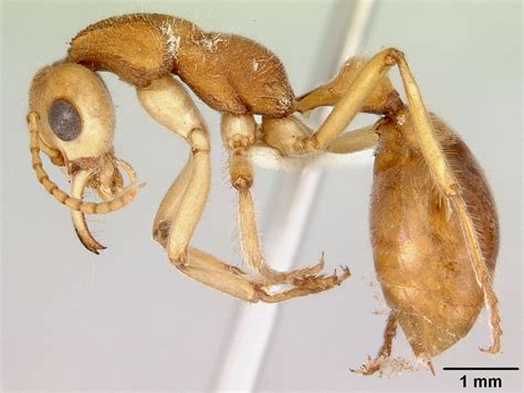 Lost Dinosaur Ant Rediscovered In Unbelievable Stroke Of Fate 9pickle