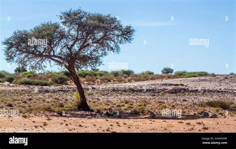 African lion male and three lion lying down in their habitat in ...