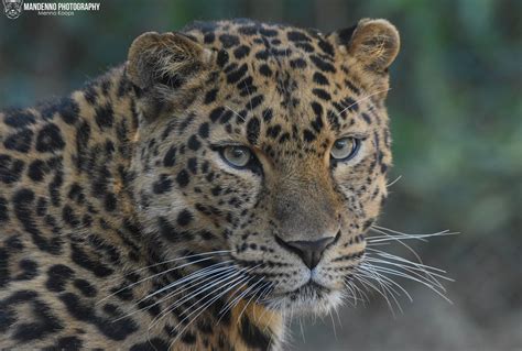 Amur Leopard Zoo Amneville Mandenno Photography Flickr