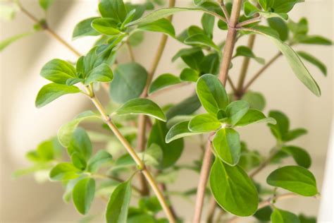 How To Grow Marjoram