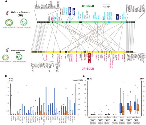 Expanded Male Sex Determining Region Conserved During The Evolution Of