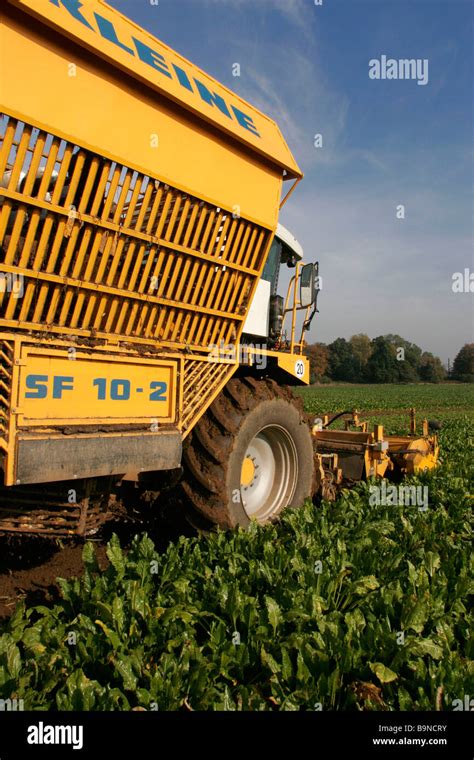 Harvesting Sugar Beet Stock Photo - Alamy