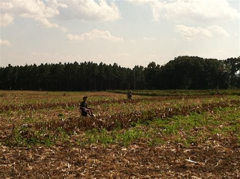 Georgia Dove Hunting Update Sept 20 2013 Georgia Wildlife Blog