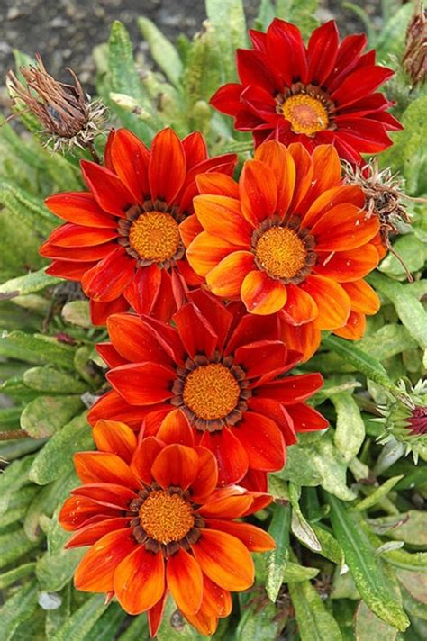 MPB12 Gazania Seeds New Day Red Shades Gazania Linearis 15 Thru 200