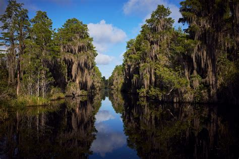 Okefenokee Heavy And Precious — The Bitter Southerner