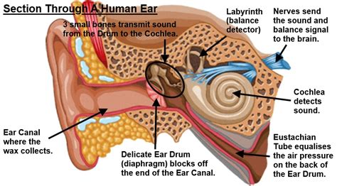 We Make Earwax Whats That All About Helpful Colin