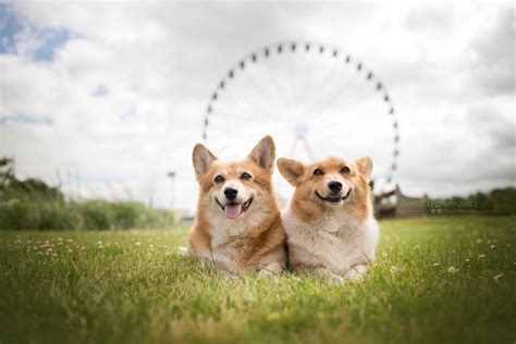 Cute Corgi Computer Wallpapers - Wallpaper Cave