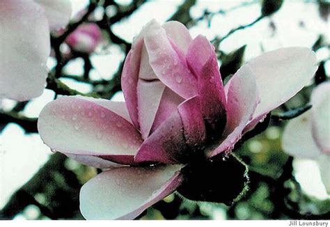 Magnificent Magnolias Natives Of The Deep South And Their Local