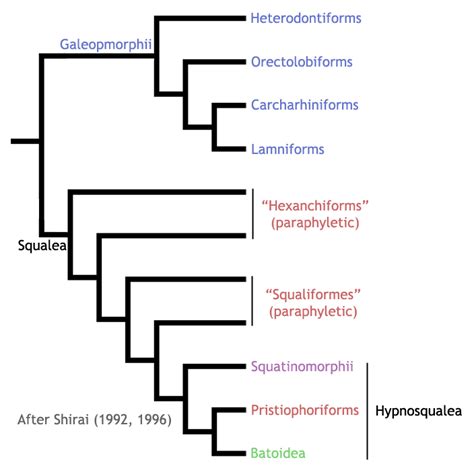 Chondrichthyes