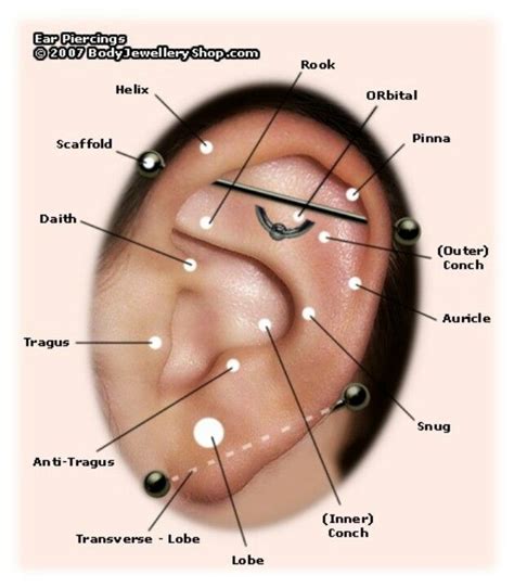 Ear Piercing Chart Wanting The Auricle Be Random Pinterest To