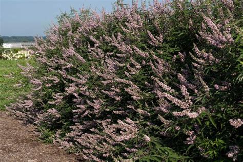 Vitex Agnus Castus Pink Pinnacle V07 SC OP 4 Vitex Garden Center