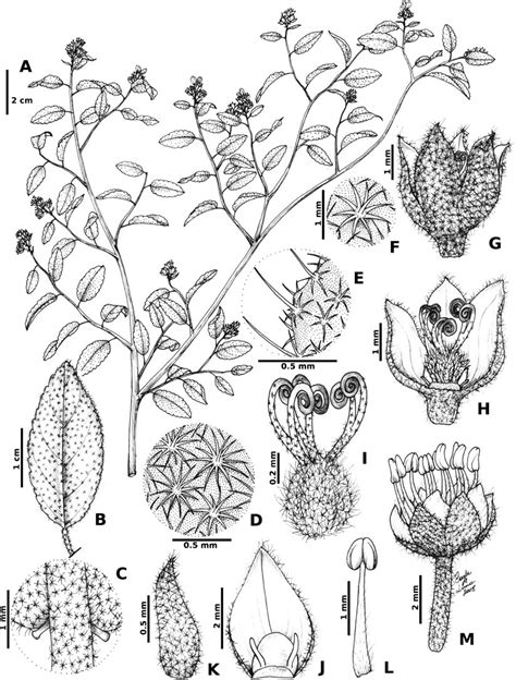 Croton Harleyi A Habit B Lamina C Leaf Base With Two Glands D Download Scientific