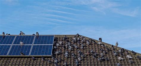 Bird Proof Your Solar Panels Why It Matters And Effective Strategies