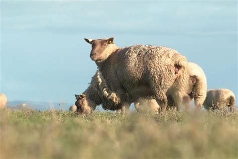 L agneau prés salés du Mont Saint Michel célèbre ses 10 ans d excellence