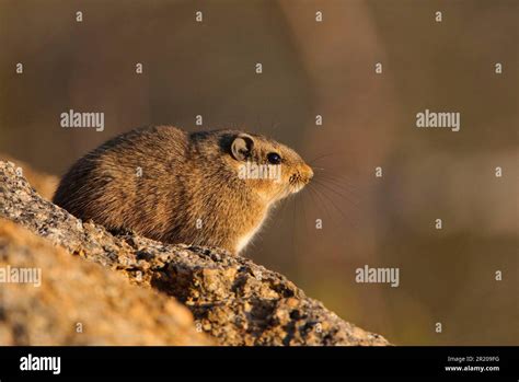 Desert Rat Hi Res Stock Photography And Images Alamy