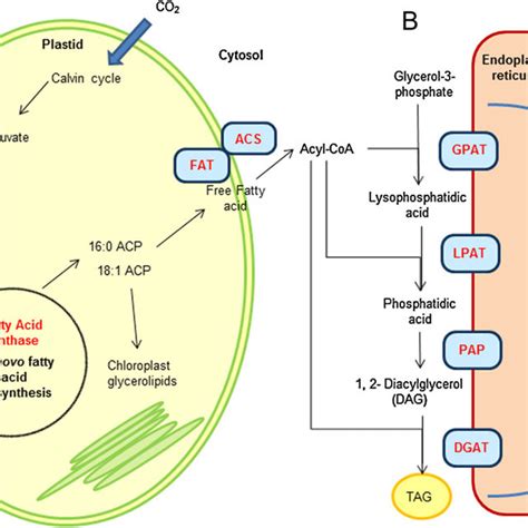 Simplified Scheme Of Tag Biosynthesis In Higher Plant Cells A De