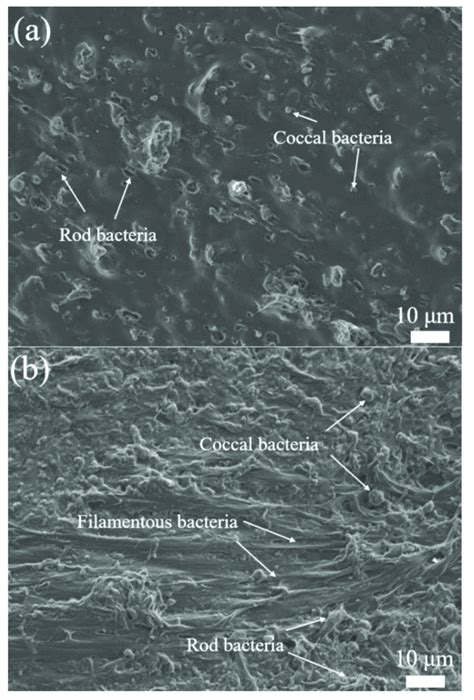 Sem Of Biofilm Attached To Carriers A Naked Carrier B