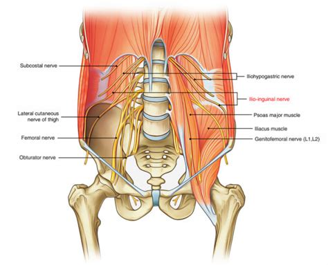 Ilioinguinal Nerve Earth S Lab