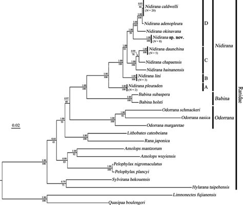 Bayesian Inference And Maximum Likelihood Phylogenies Numbers Above