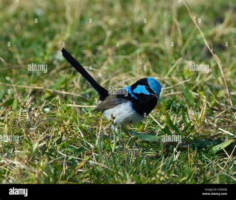 Superb Fairy Wren Male Malurus Cyaneus Stock Photo Alamy