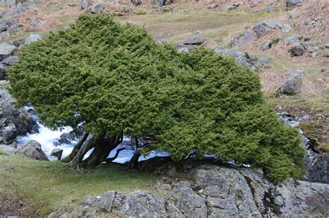 Leaning Easedale Luke McKernan Flickr