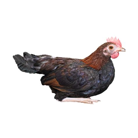 Bb Red Old English Bantams Townline Hatchery