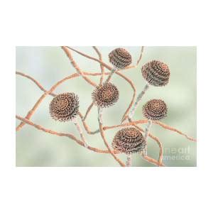 Aspergillus Fumigatus Fungus Photograph By Kateryna Kon Science Photo