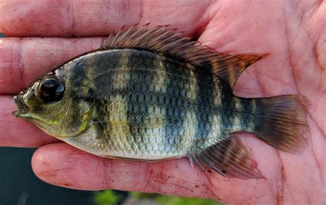 Tilapia, Spotted uconn fishhead | www.roughfish.com