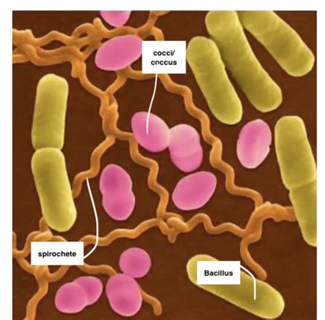 Bacteriology Flashcards Quizlet