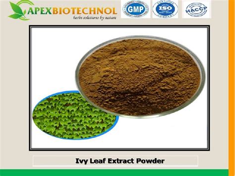 Apex Biotechnol Ivy Leaf Extract Packaging Type 25 Kg Food Grade