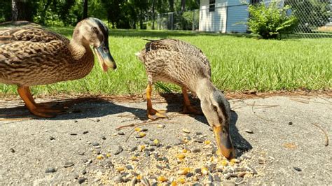 How much to feed a duck per day? - The Poultry Feed