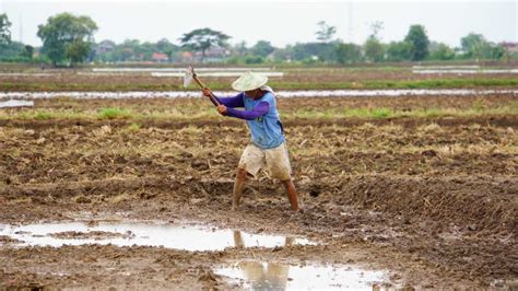 El Nino Ancam Tenaga Kerja Sektor Pertanian Koran