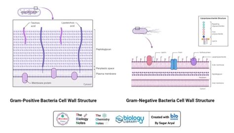 Gram Staining- Principle, Reagents, Procedure, Steps, Results