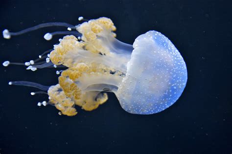 Animals In The Cnidaria Phylum