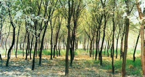 New Pakistani Policy Makes Planting Two Trees On Properties Mandatory