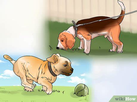how to make a puppy stop crying