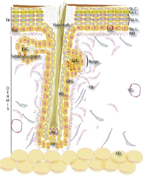 Epidermal Stem Cell Niche Schematic Diagram Of The Skin And Its Download Scientific Diagram