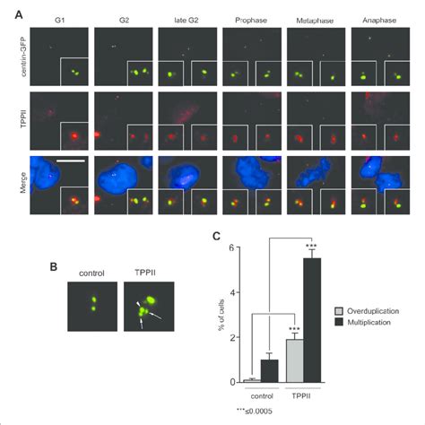 Tppii Localizes To The Centrosome And Stimulates Centriole