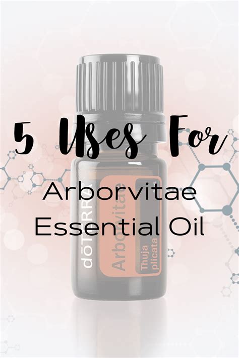 Arborvitae Essential Oil Uses In 2020 Essential Oil Uses Essential