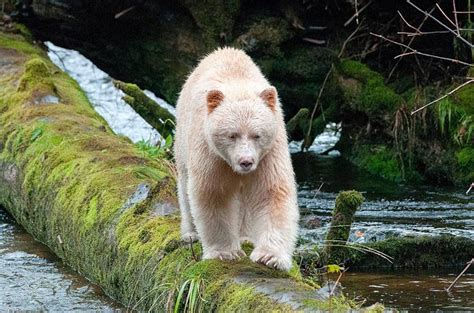 Kermode bear, Spirit bear (Ursus americanus kermodei) | DinoAnimals.com