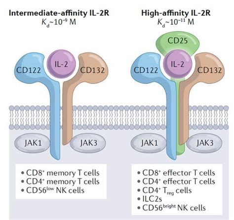 Overview Of Four Classes Of Engineered Il Proteins T Cell