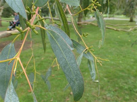 Tingiringi Gum Eucalyptus Glaucescens Growing Guides