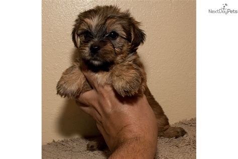 Snorkie Puppies for Sale from Reputable Dog Breeders