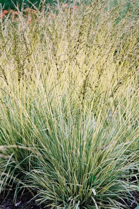 Episode 96 Favorite Ornamental Grasses FineGardening